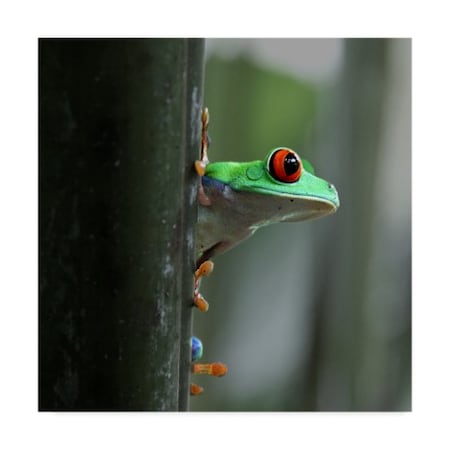 Trademark Fine Art Dana Brett Munach 'Red Eyed Tree Frog' Canvas Art, 35x35 ALI20950-C3535GG